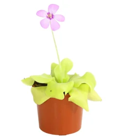 Fettkraut - Pinguicula weser