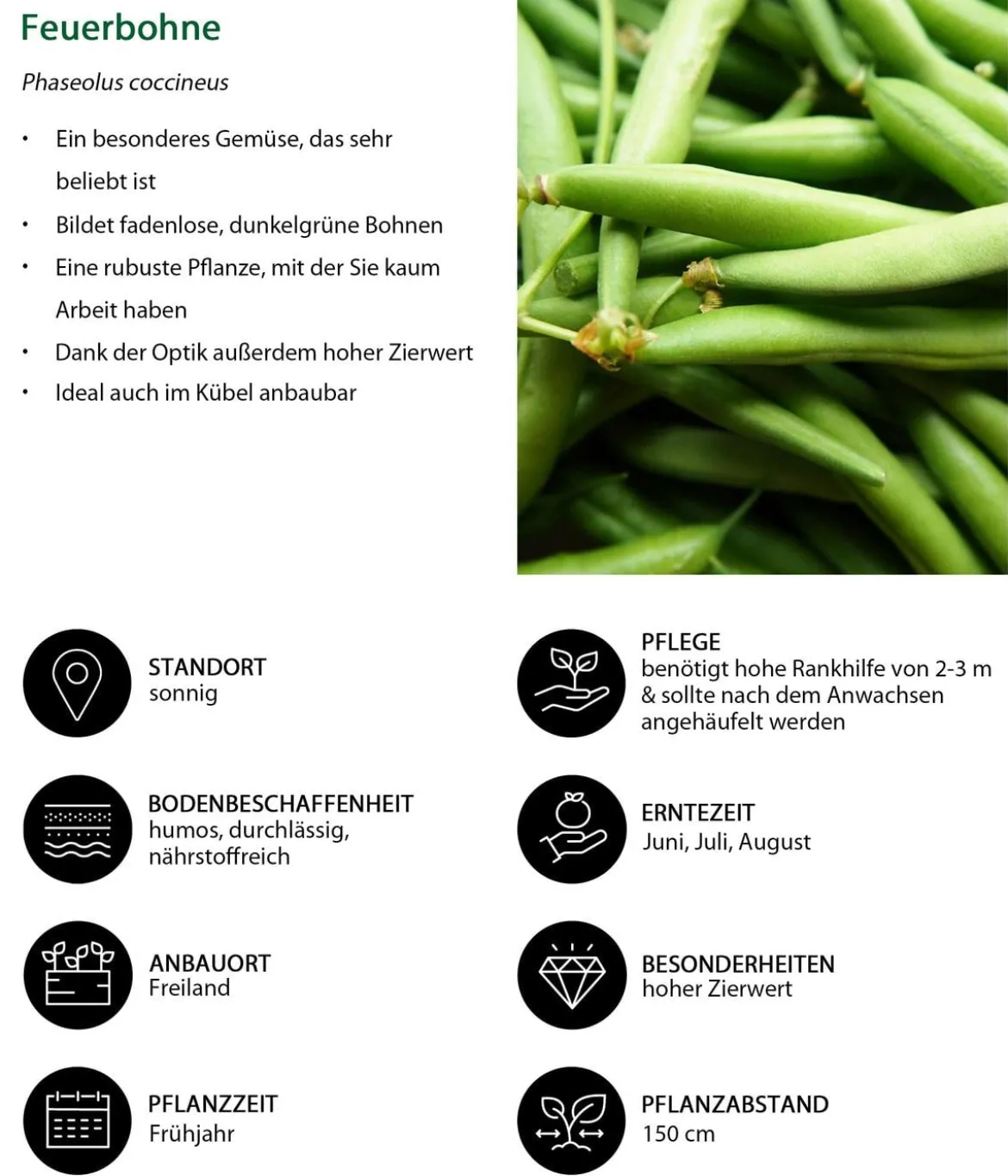 Feuerbohne