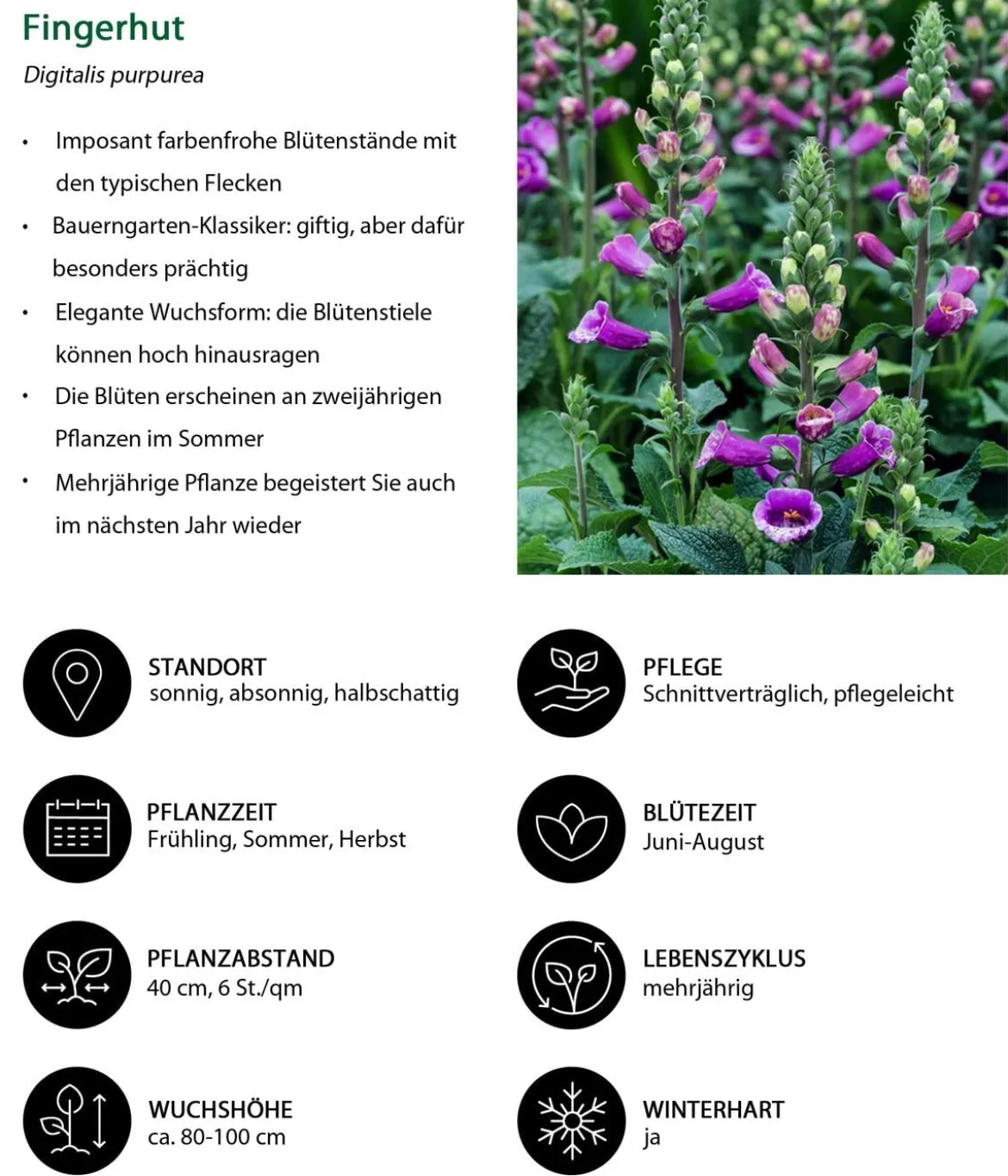 Fingerhut, verschiedene Sorten