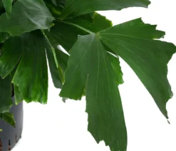 Fischschwanzpalme - Caryota mitis, Hydrokultur