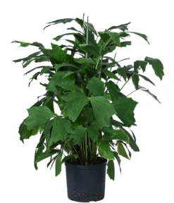 Fischschwanzpalme - Caryota mitis, Hydrokultur