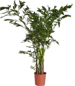 Fischschwanzpalme - Caryota mitis