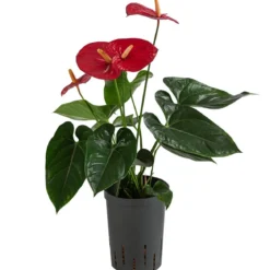 Flamingoblume - Anthurium andreanum, Hydrokultur