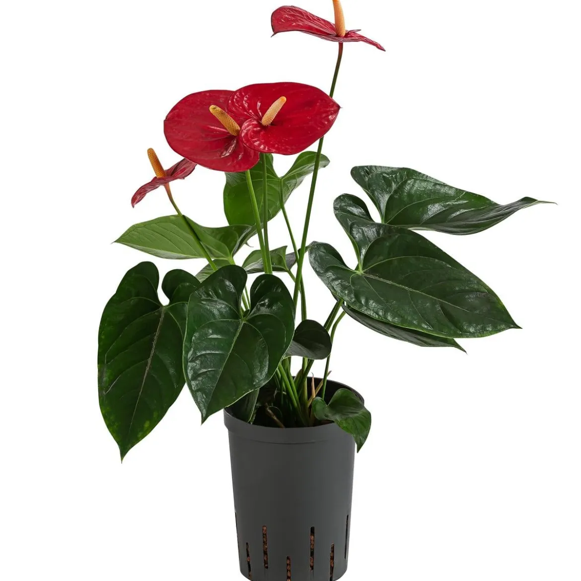 Flamingoblume - Anthurium andreanum, Hydrokultur