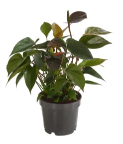 Flamingoblume - Anthurium andreanum 'Black Karma'