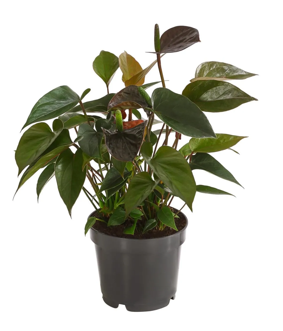 Flamingoblume - Anthurium andreanum 'Black Karma'