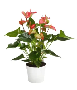 Flamingoblume - Anthurium andreanum 'Livium'
