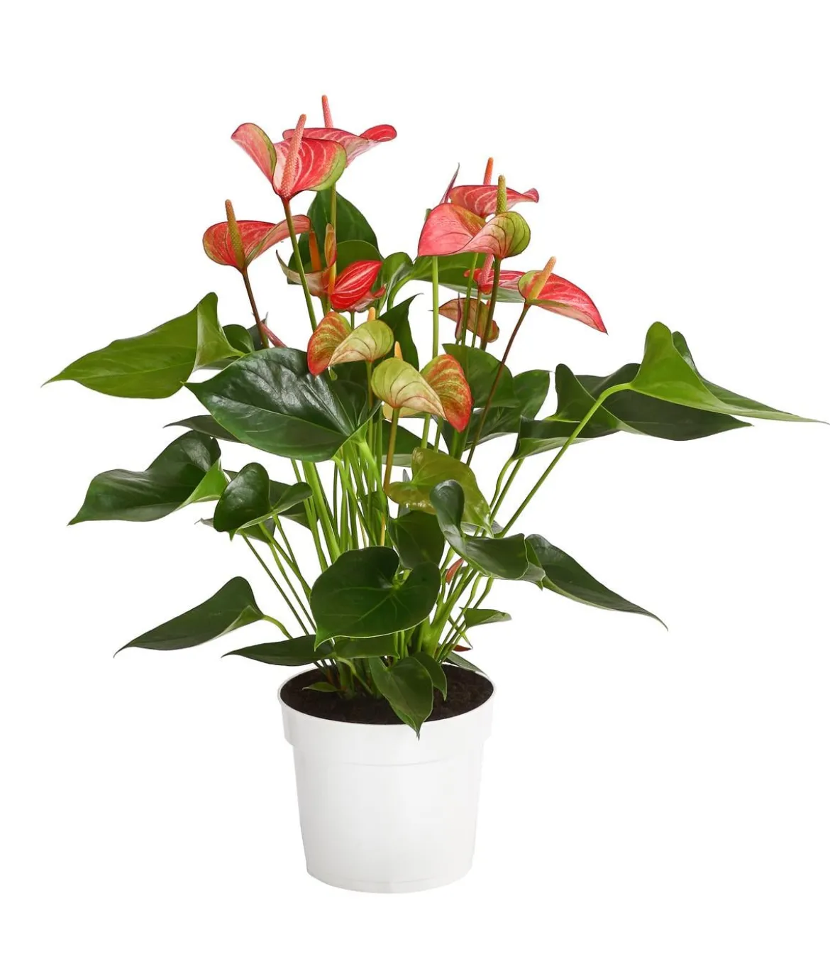 Flamingoblume - Anthurium andreanum 'Livium'