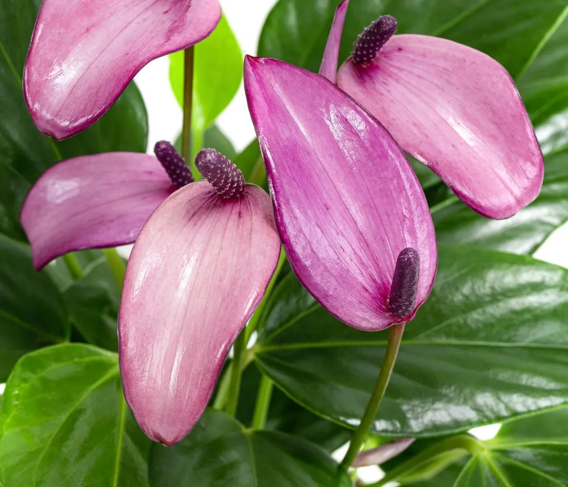 Flamingoblume - Anthurium andreanum 'Zizou'
