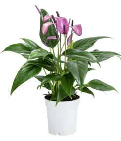 Flamingoblume - Anthurium andreanum 'Zizou'