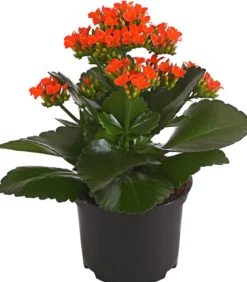 Flammendes Käthchen - Kalanchoe blossfeldiana