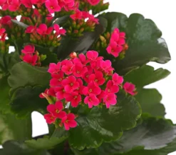 Flammendes Käthchen - Kalanchoe blossfeldiana