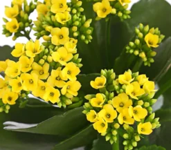 Flammendes Käthchen - Kalanchoe blossfeldiana