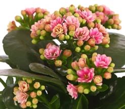 Flammendes Käthchen - Kalanchoe blossfeldiana