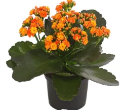 Flammendes Käthchen - Kalanchoe blossfeldiana