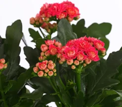 Flammendes Käthchen - Kalanchoe blossfeldiana