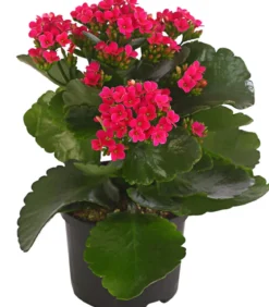 Flammendes Käthchen - Kalanchoe blossfeldiana