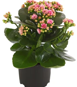Flammendes Käthchen - Kalanchoe blossfeldiana