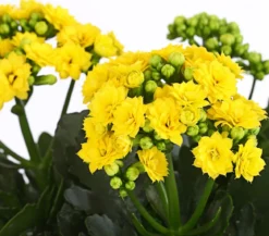 Flammendes Käthchen - Kalanchoe blossfeldiana
