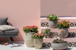 Flammendes Käthchen - Kalanchoe blossfeldiana