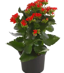 Flammendes Käthchen - Kalanchoe blossfeldiana