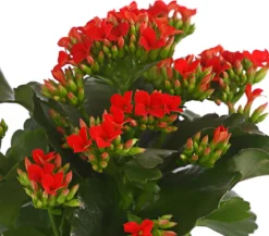 Flammendes Käthchen - Kalanchoe blossfeldiana