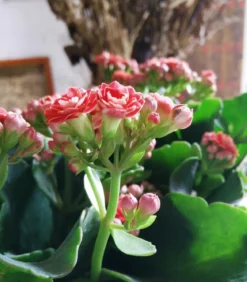 Flammendes Käthchen - Kalanchoe blossfeldiana