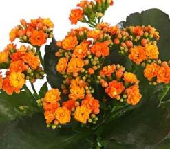 Flammendes Käthchen - Kalanchoe blossfeldiana