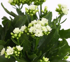Flammendes Käthchen - Kalanchoe blossfeldiana