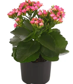 Flammendes Käthchen - Kalanchoe blossfeldiana