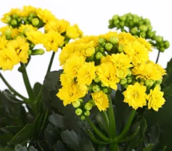 Flammendes Käthchen - Kalanchoe blossfeldiana, gefüllt