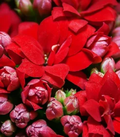 Flammendes Käthchen - Kalanchoe blossfeldiana, gefüllt