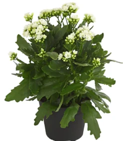 Flammendes Käthchen - Kalanchoe blossfeldiana, gefüllt