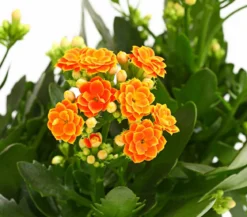 Flammendes Käthchen - Kalanchoe blossfeldiana, gefüllt
