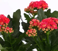 Flammendes Käthchen - Kalanchoe blossfeldiana, gefüllt