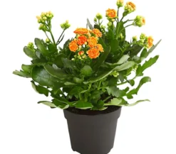 Flammendes Käthchen - Kalanchoe blossfeldiana, gefüllt