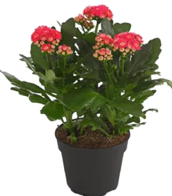 Flammendes Käthchen - Kalanchoe blossfeldiana, gefüllt