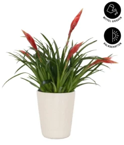 Flammendes Schwert - Vriesea Multiflora 'Astrid', in Keramik