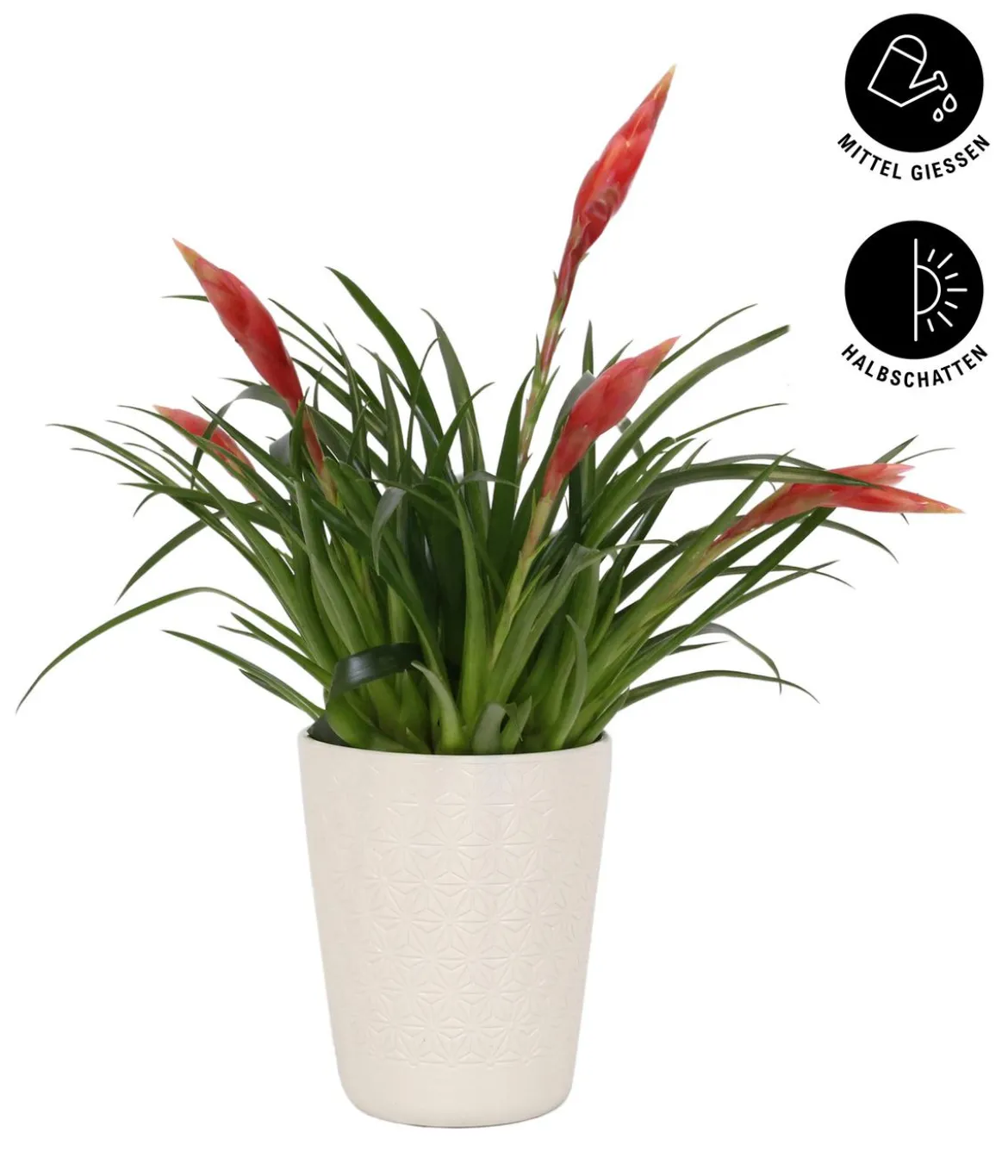 Flammendes Schwert - Vriesea Multiflora 'Astrid', in Keramik