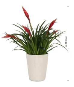 Flammendes Schwert - Vriesea Multiflora 'Astrid', in Keramik