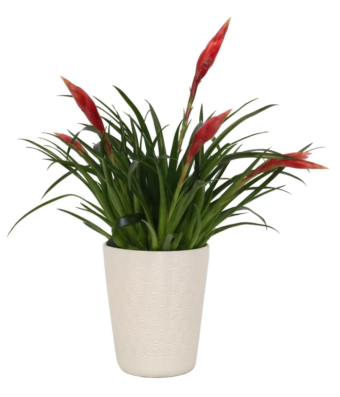 Flammendes Schwert - Vriesea Multiflora 'Astrid', in Keramik