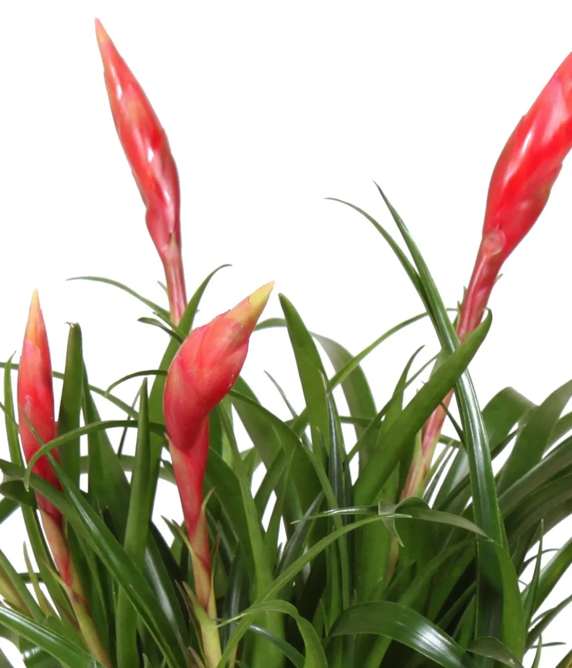 Flammendes Schwert - Vriesea Multiflora 'Astrid', in Keramik