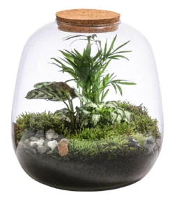 Flaschengarten DIY-Set Mini-Urwald, 8-teilig