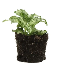Flaschengarten DIY-Set Tropisches Paradies, 9-teilig, ca. Ø40/H29 cm