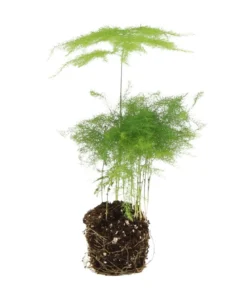 Flaschengarten DIY-Set Tropisches Paradies, 9-teilig, ca. Ø40/H29 cm