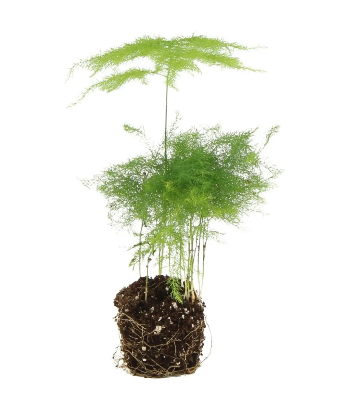 Flaschengarten DIY-Set Tropisches Paradies, 9-teilig, ca. Ø40/H29 cm