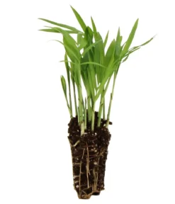 Flaschengarten DIY-Set Tropisches Paradies, 9-teilig, ca. Ø40/H29 cm