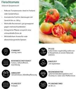 Fleischtomate, rot