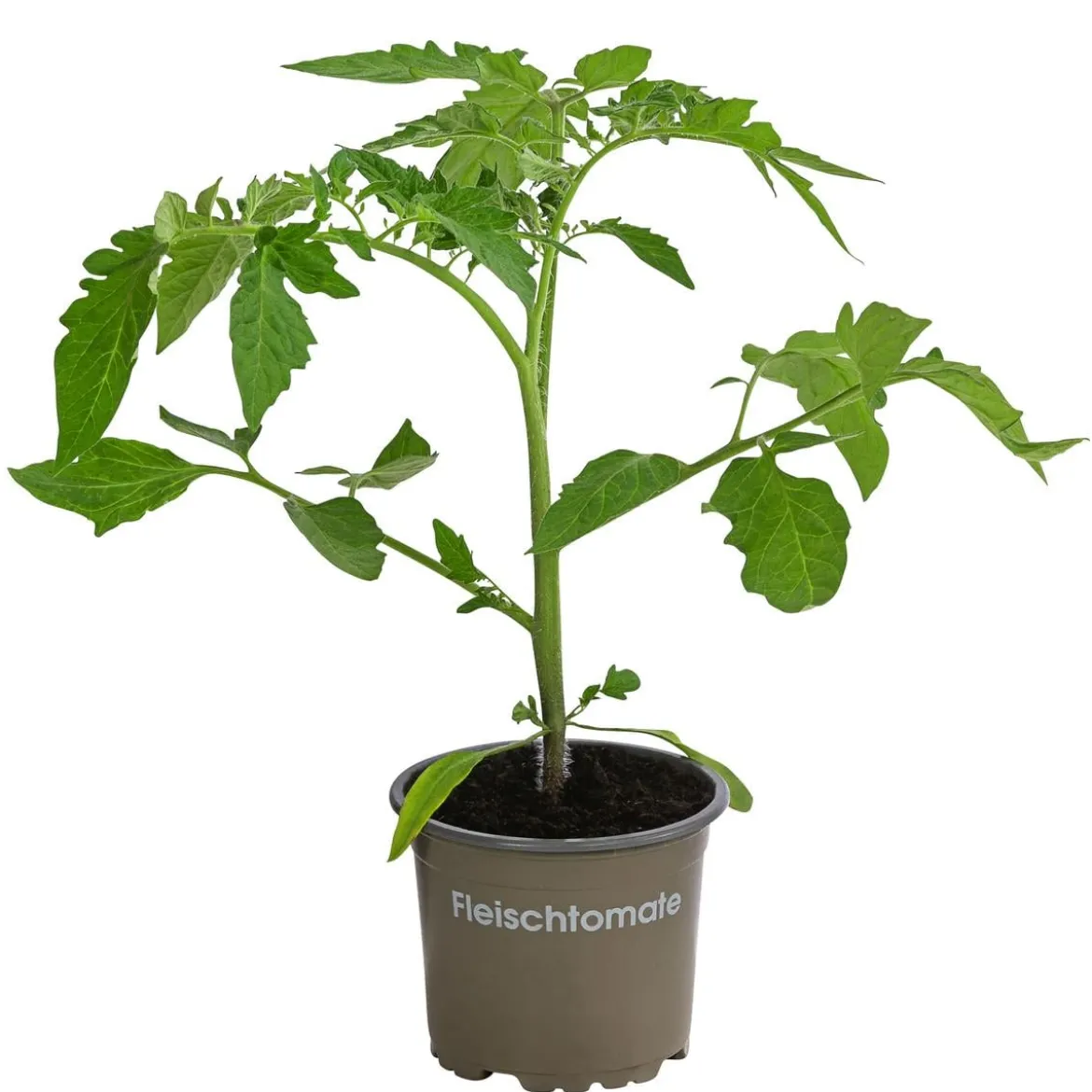 Fleischtomate, rot