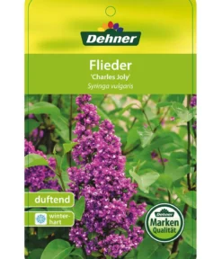 Flieder 'Charles Joly'